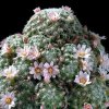 Mammillaria_schiedeana_ssp_giselae_1